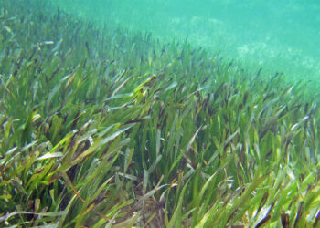 Seagrass (James St. John, CC BY 2.0, via Wikimedia Commons)