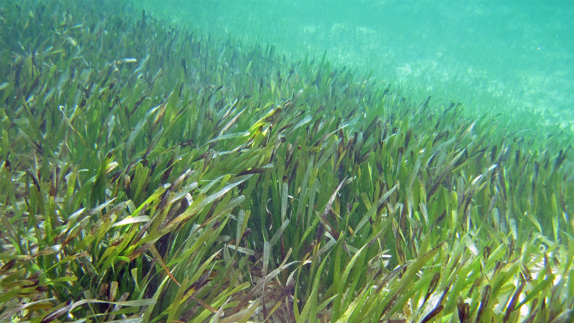 Seagrass (James St. John, CC BY 2.0, via Wikimedia Commons)