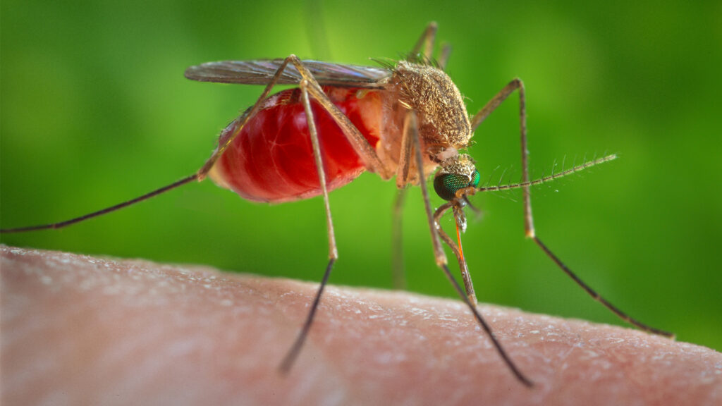 An enlarged view of a female Culex quinquefasciatus mosquito, known as the Southern house mosquito (CDC/James Gathany, Public domain, via Wikimedia Commons)