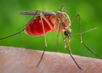 An enlarged view of a female Culex quinquefasciatus mosquito, known as the Southern house mosquito (CDC/James Gathany, Public domain, via Wikimedia Commons)