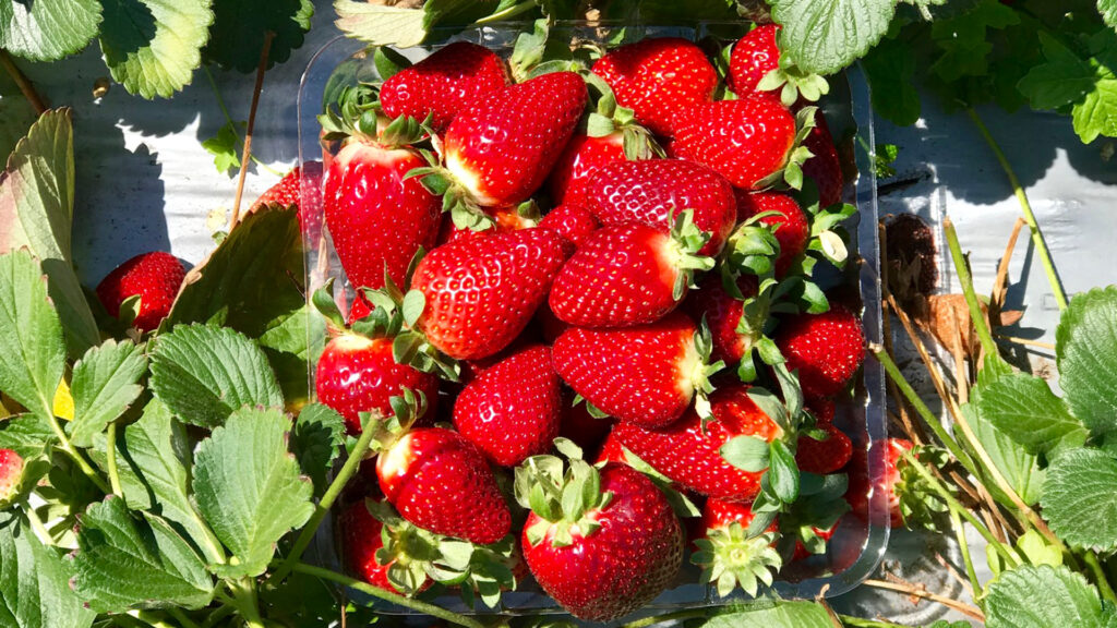 Strawberries on a farm (Kgbo, CC BY-SA 4.0, via Wikimedia Commons)