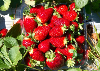 Strawberries on a farm (Kgbo, CC BY-SA 4.0, via Wikimedia Commons)