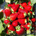 Strawberries on a farm (Kgbo, CC BY-SA 4.0, via Wikimedia Commons)