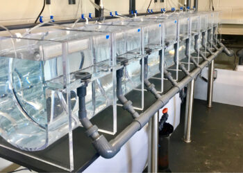 Larviculture system for the long-spined sea urchin (Courtesy Aaron Pilnick, UF/IFAS)