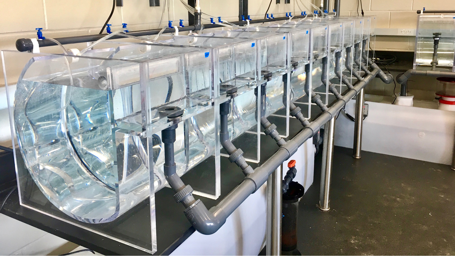 Larviculture system for the long-spined sea urchin (Courtesy Aaron Pilnick, UF/IFAS)