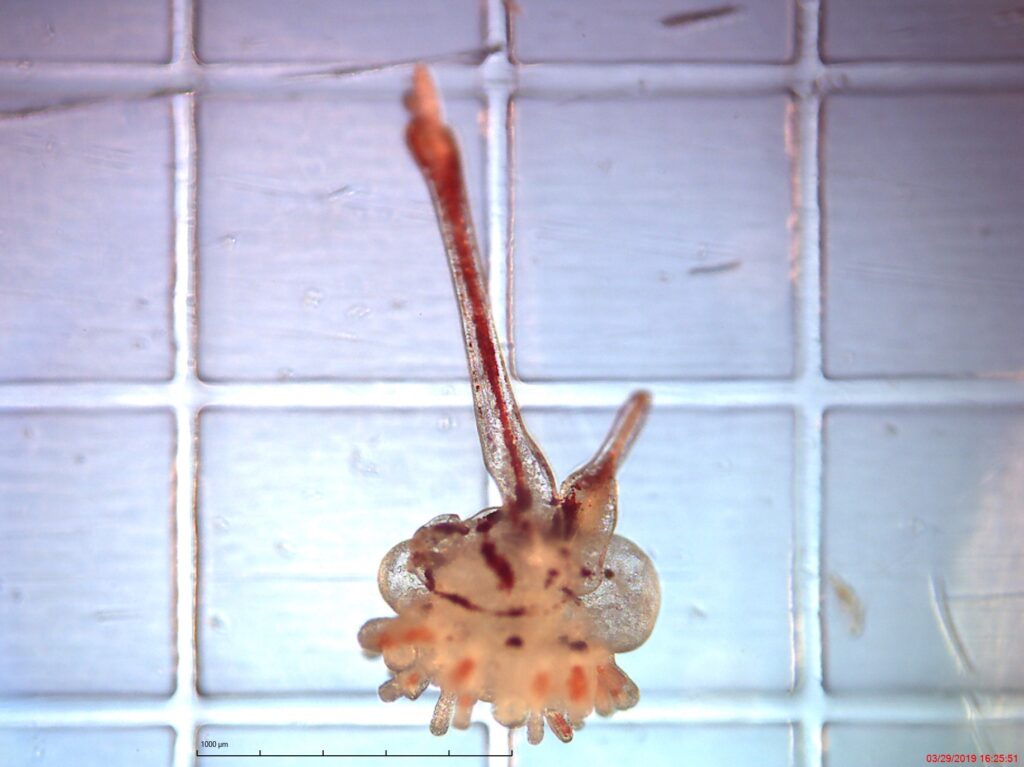 Long-spined sea urchin (Courtesy Aaron Pilnick, UF/IFAS)