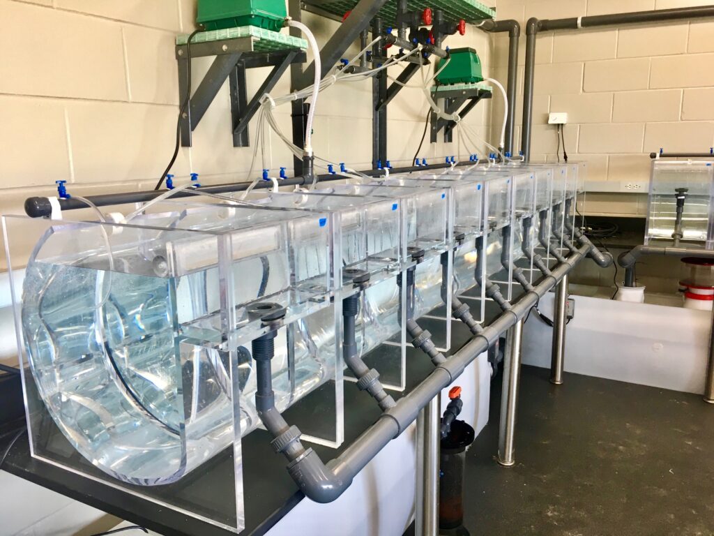 Larviculture system for the long-spined sea urchin (Courtesy Aaron Pilnick, UF/IFAS)