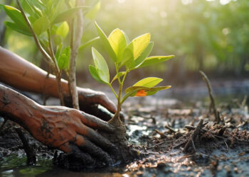 Image provided by VoLo Foundation