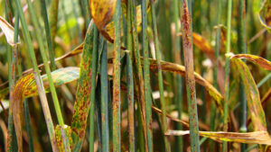 Wheat plants show signs of wheat stem rust disease (IAEA Imagebank, CC BY-SA 2.0, via Wikimedia Commons)