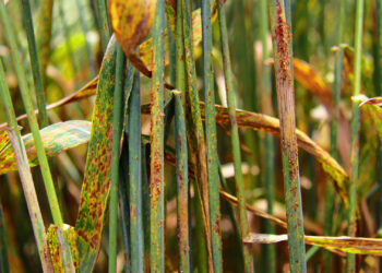 Wheat plants show signs of wheat stem rust disease (IAEA Imagebank, CC BY-SA 2.0, via Wikimedia Commons)