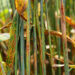Wheat plants show signs of wheat stem rust disease (IAEA Imagebank, CC BY-SA 2.0, via Wikimedia Commons)