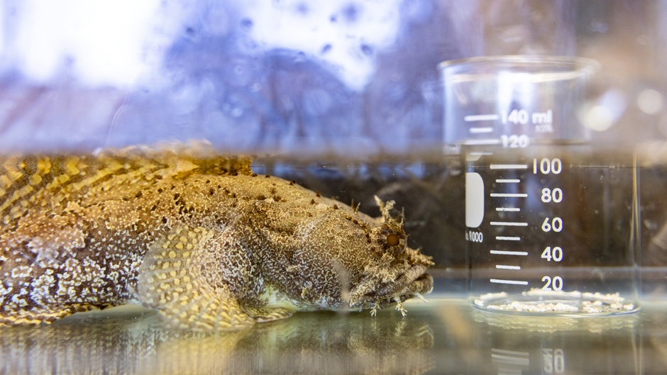 A toadfish is pictured next to a beaker holding a collection of carbonate crystals produced from a school of toadfish in one night. (Joshua Prezant/University of Miami)