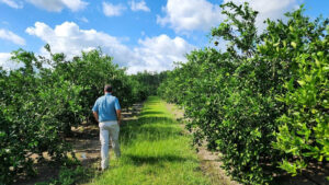 University of Georgia extension agent Jake Price walks through the rows of citrus trees he’s growing in Valdosta, Georgia, to study how different varieties withstand the cold. (Grist/Emily Jones)