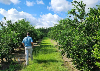 University of Georgia extension agent Jake Price walks through the rows of citrus trees he’s growing in Valdosta, Georgia, to study how different varieties withstand the cold. (Grist/Emily Jones)