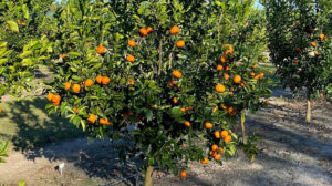 A tango tree grows in Georgia. (Jake Price/University of Georgia)