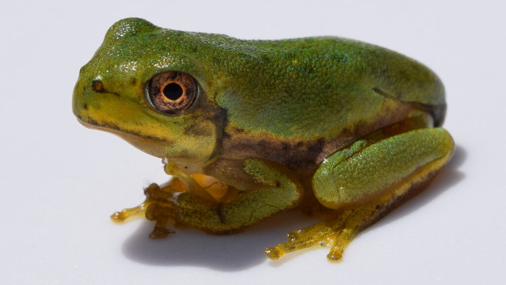 The barking tree frog, an amphibian species found in Florida. (Fredlyfish4, CC BY-SA 4.0, via Wikimedia Commons)