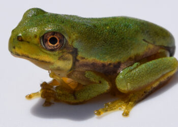 The barking tree frog, an amphibian species found in Florida. (Fredlyfish4, CC BY-SA 4.0, via Wikimedia Commons)