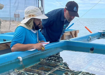 The Keys Marine Laboratory maintains one of the largest temperature-controlled seawater systems in the Florida Keys, allowing for the study of corals and other marine organisms as well as offering a refuge for thermally stressed corals to recover and grow. (USF photo)