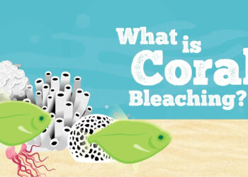 A still from the "What is coral bleaching?" video. (FAU Center for Environmental Studies)