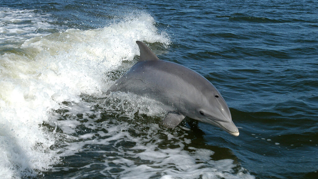 A dolphin surfs the wake of a research boat on the Banana River near the Kennedy Space Center. (NASA, Public domain, via Wikimedia Commons)