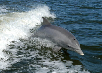 A dolphin surfs the wake of a research boat on the Banana River near the Kennedy Space Center. (NASA, Public domain, via Wikimedia Commons)