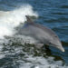 A dolphin surfs the wake of a research boat on the Banana River near the Kennedy Space Center. (NASA, Public domain, via Wikimedia Commons)