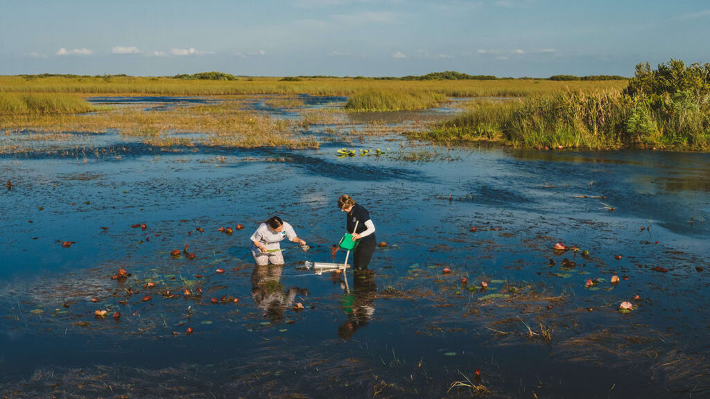 FIU aquatic ecologist Evelyn Gaiser and graduate student Samantha Hormiga take water samples. (FIU News)
