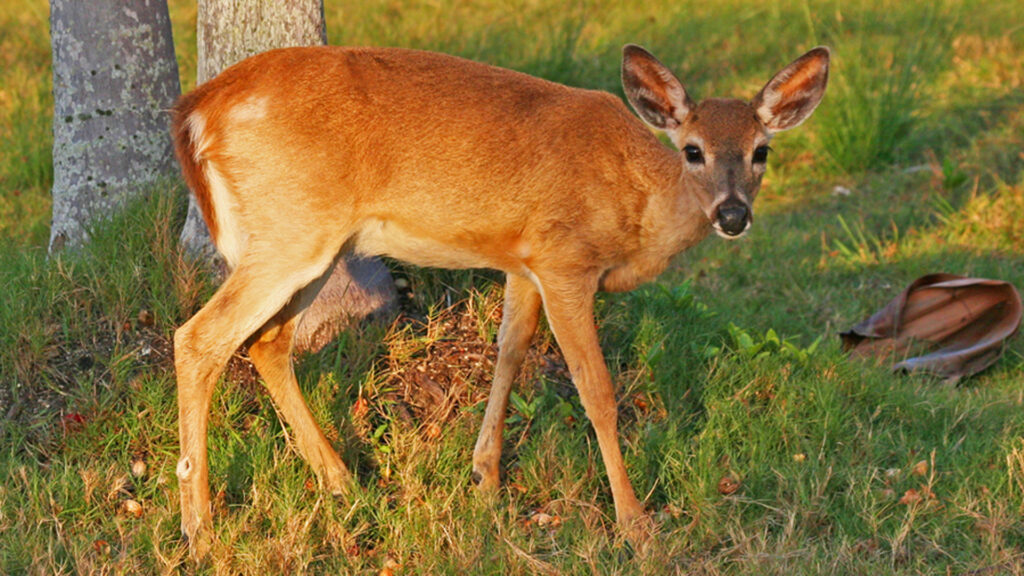 A Key deer on Big Pine Key (Joseph C Boone, CC BY-SA 3.0, via Wikimedia Commons)