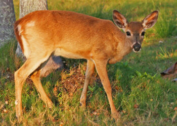 A Key deer on Big Pine Key (Joseph C Boone, CC BY-SA 3.0, via Wikimedia Commons)