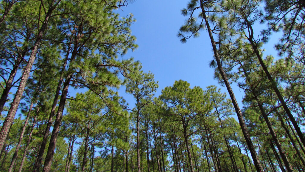 Longleaf pines (bobistraveling, CC BY 2.0, via Wikimedia Commons