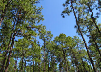 Longleaf pines (bobistraveling, CC BY 2.0, via Wikimedia Commons