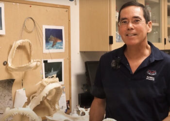 Dr. Stephen Kajiura (Florida Atlantic University)