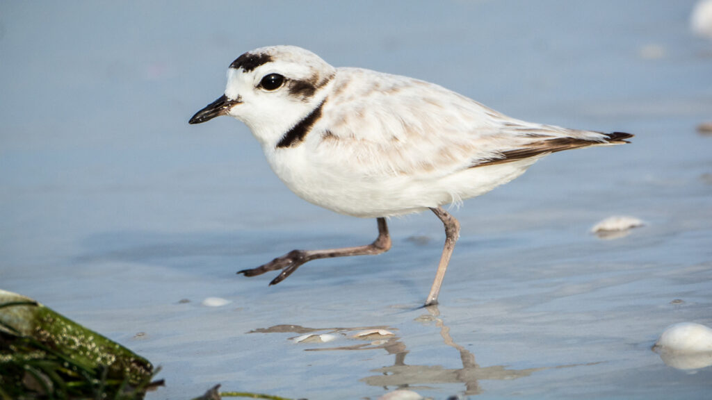 A snowy plover on a Florida beach (Lisa Mcgloin, CC BY 3.0, via Wikimedia Commons)