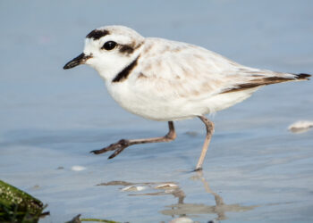 A snowy plover on a Florida beach (Lisa Mcgloin, CC BY 3.0, via Wikimedia Commons)