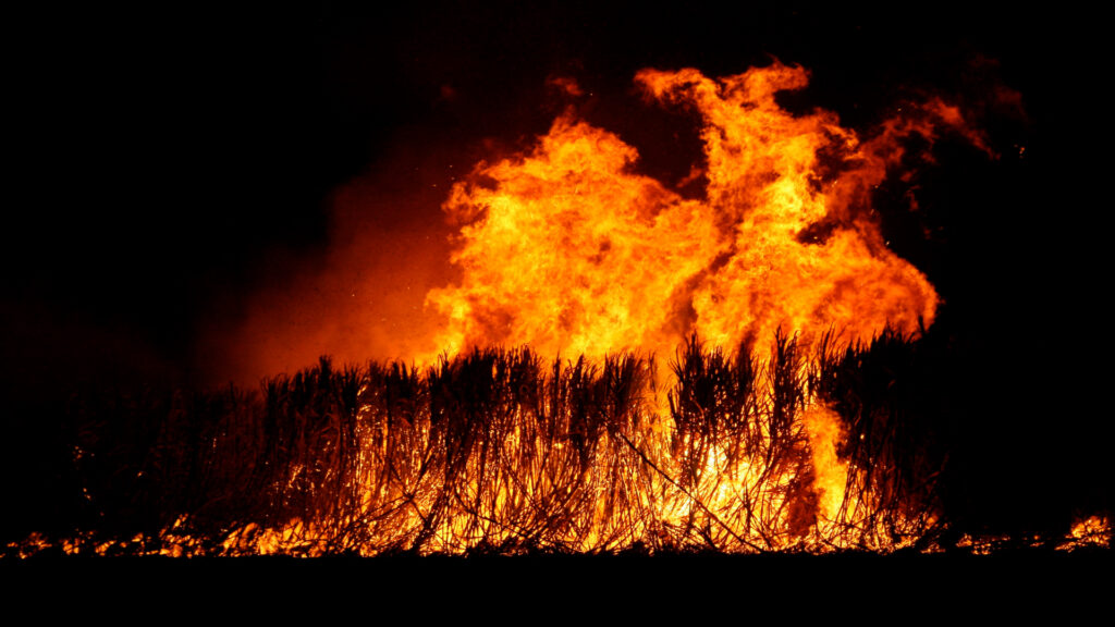Sugarcane burning in a field (cytoon, CC BY 2.0, via Wikimedia Commons)