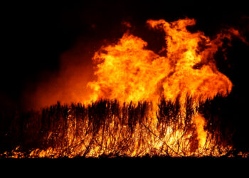 Sugarcane burning in a field (cytoon, CC BY 2.0, via Wikimedia Commons)