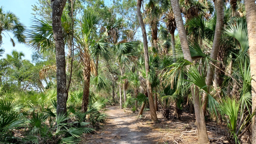 A trail in Myakka River State Park (Mx. Granger, CC0, via Wikimedia Commons)