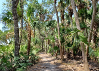 A trail in Myakka River State Park (Mx. Granger, CC0, via Wikimedia Commons)