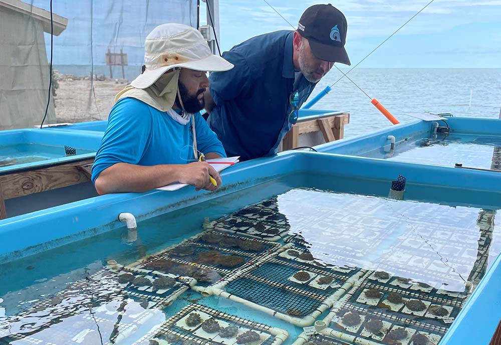 The Keys Marine Laboratory maintains one of the largest temperature-controlled seawater systems in the Florida Keys, allowing for the study of corals and other marine organisms as well as offering a refuge for thermally stressed corals to recover and grow. (USF photo)