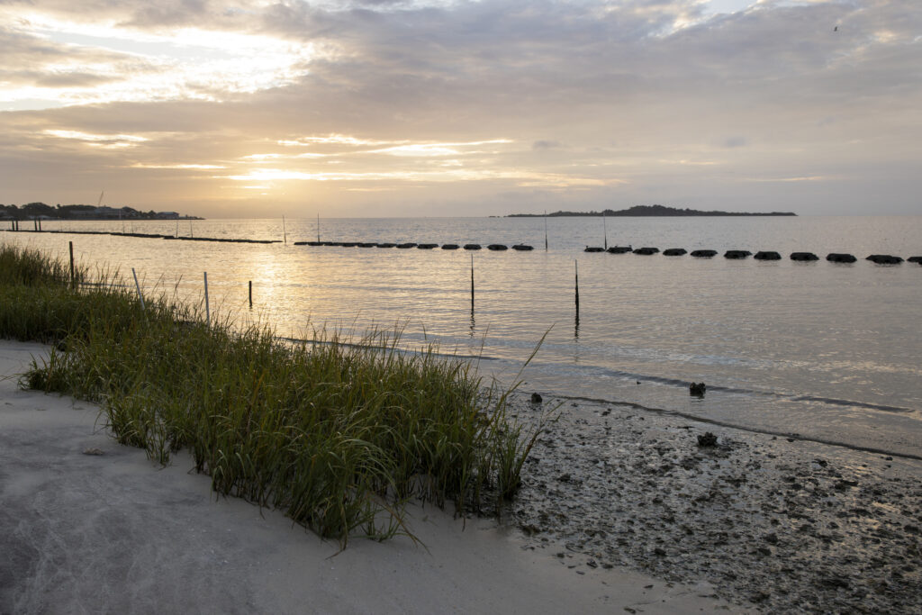 Sea Grant's living shoreline restoration in Cedar Key (Tyler Jones, UF/IFAS)