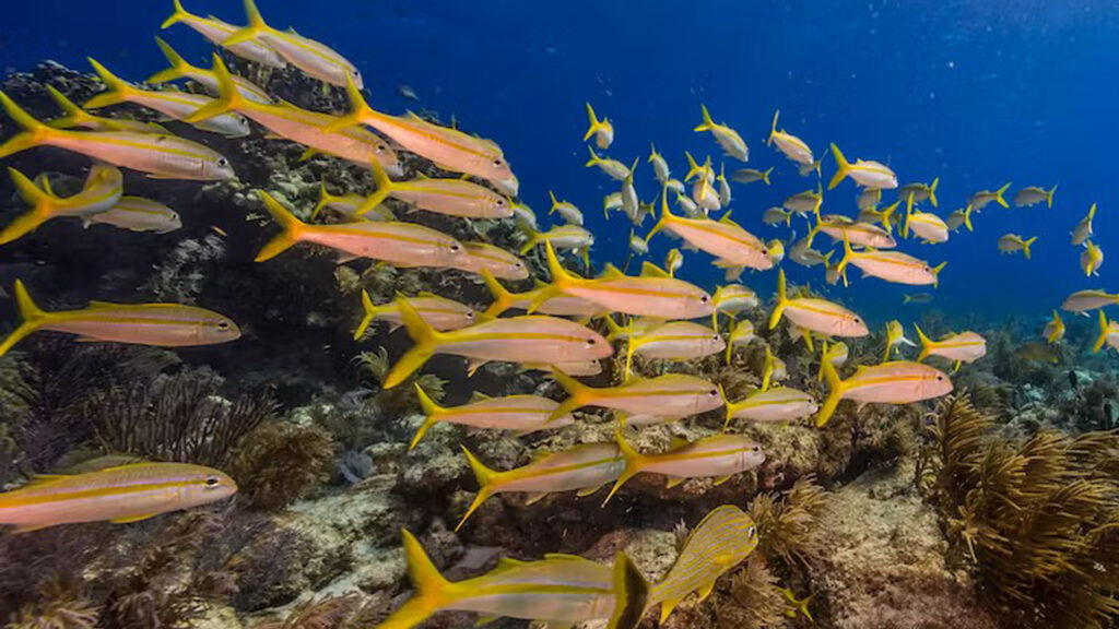 Biscayne Bay and nearby coastal areas are teeming with fish, including many varieties that people eat. (NPS image by Shaun Wolfe)