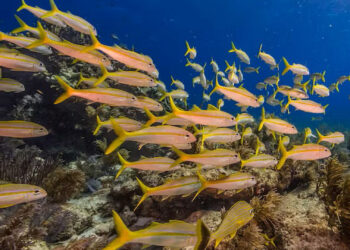 Biscayne Bay and nearby coastal areas are teeming with fish, including many varieties that people eat. (NPS image by Shaun Wolfe)