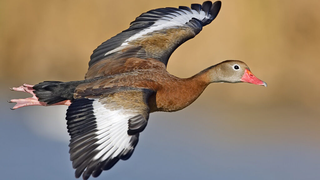 A black-bellied whistling duck in flight (Alan D. Wilson, www.naturespicsonline.com; Edited by olegivvit, CC BY 3.0, via Wikimedia Commons)