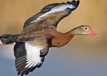A black-bellied whistling duck in flight (Alan D. Wilson, www.naturespicsonline.com; Edited by olegivvit, CC BY 3.0, via Wikimedia Commons)