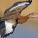 A black-bellied whistling duck in flight (Alan D. Wilson, www.naturespicsonline.com; Edited by olegivvit, CC BY 3.0, via Wikimedia Commons)