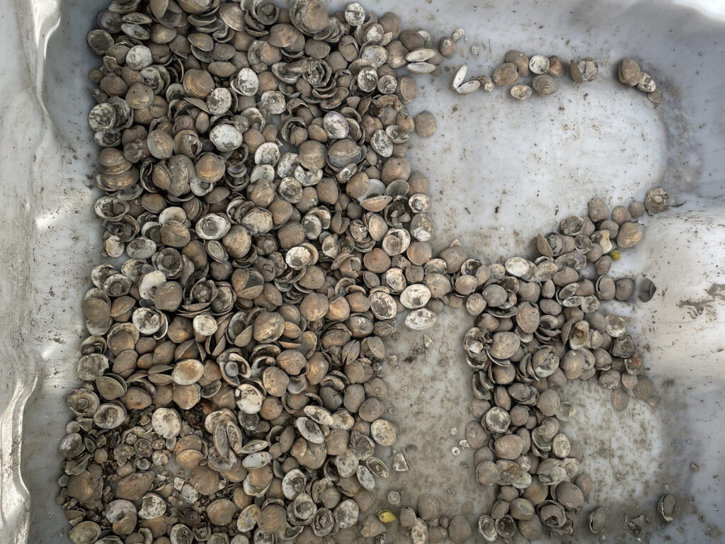 Hurricane Idalia devastated Cedar Key’s clamming industry. (Amy Green/Inside Climate News)