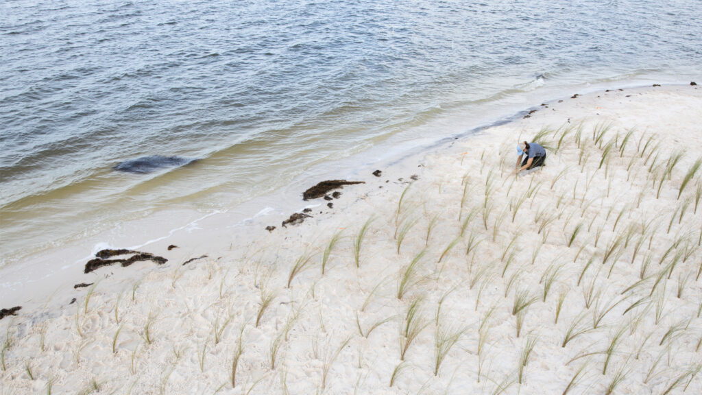 A volunteer plants saltmeadow cord grass in the sand for a Sea Grant living shoreline restoration in Cedar Key, (Tyler Jones, UF/IFAS)