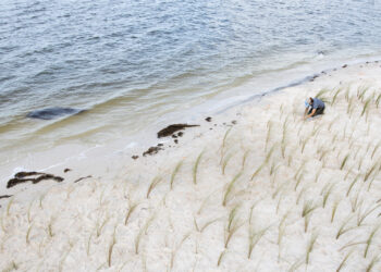 A volunteer plants saltmeadow cord grass in the sand for a Sea Grant living shoreline restoration in Cedar Key, (Tyler Jones, UF/IFAS)