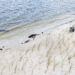 A volunteer plants saltmeadow cord grass in the sand for a Sea Grant living shoreline restoration in Cedar Key, (Tyler Jones, UF/IFAS)