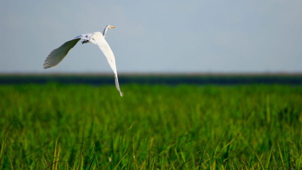 An egret flies over a sugar can field in South Florida. (Scott, CC BY-NC-ND 2.0 DEED, via flickr)
